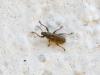 Sitona sp.
